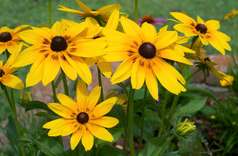 springtime, pollen, vulnerability, fragility, outdoors, close-up, bright, black, no People, season, freshness, daisy, plant, nature, petal, rural Scene