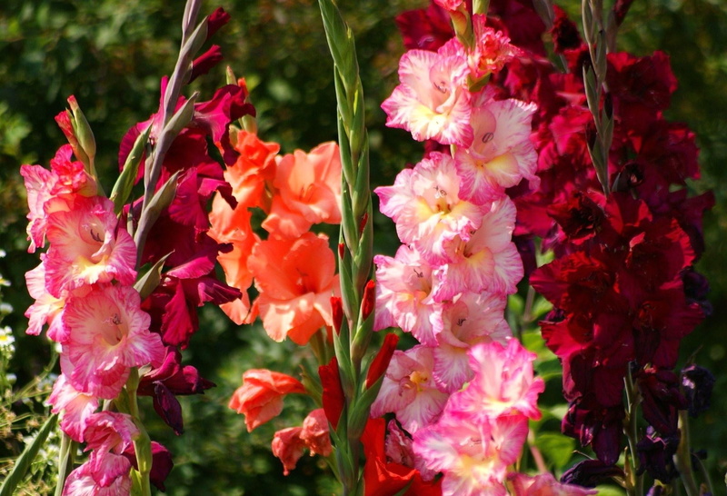 nature, close-up, no People, gladiolus, freshness, flower Head, petaled, flowers, flowerbed, green Color, day, bright, blossom, botany, multi Colored, formal Garden
