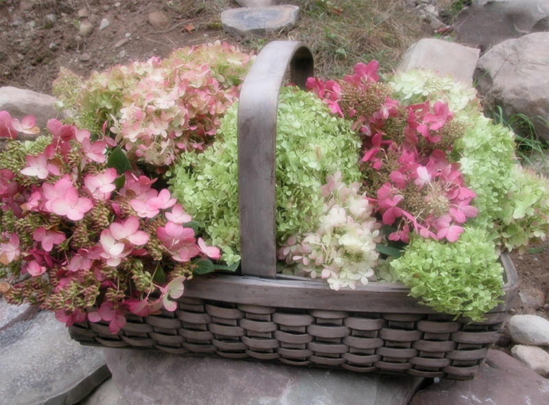 wicker, close-up, flowers, color Image, day, bouquet, hydrangea, nature, flowerbed, leaf, purple, formal Garden, multi Colored, summer, bunch of flowers