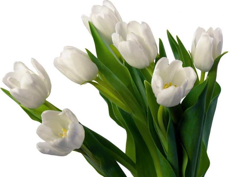 vulnerability, gift, blossom, white color, studio shot, flowerbed, tulips, bunch of flowers, isolated On White, backgrounds, yellow, white, fragility, isolated