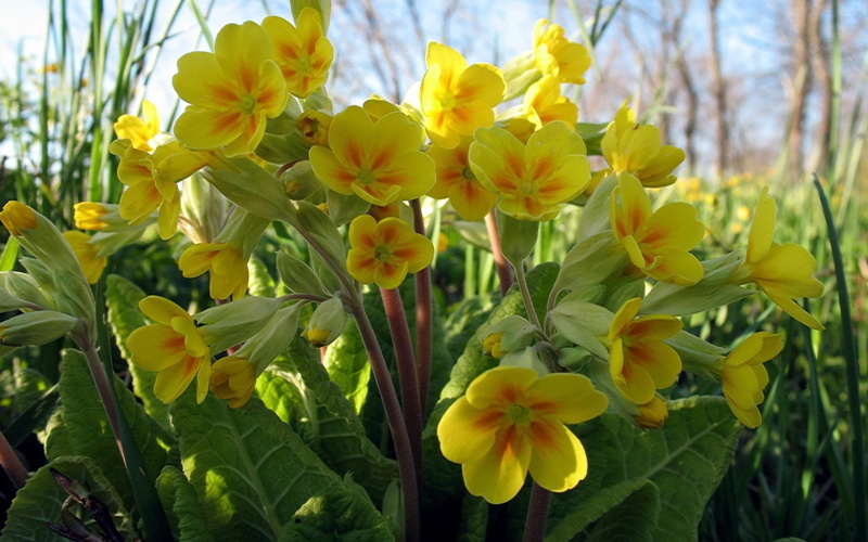 nature, beauty In Nature, fragility, flowers, focus on foreground, yellow, close-up, bouquet, plant part, beauty, day, 1080P, springtime, formal Garden