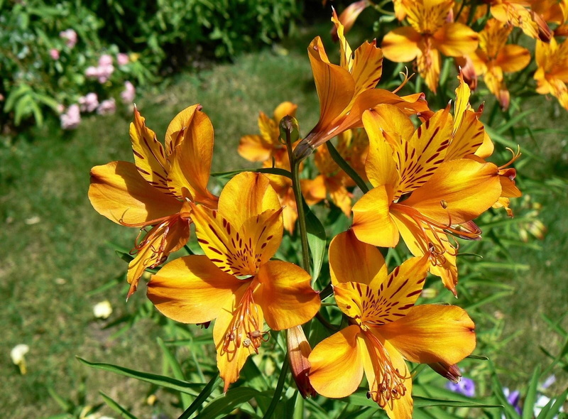 pollination, close-up, petal, 720P, growth, nature, vulnerability, field, peruvian, fragility, inflorescence, flowering plant, focus on foreground, outdoors