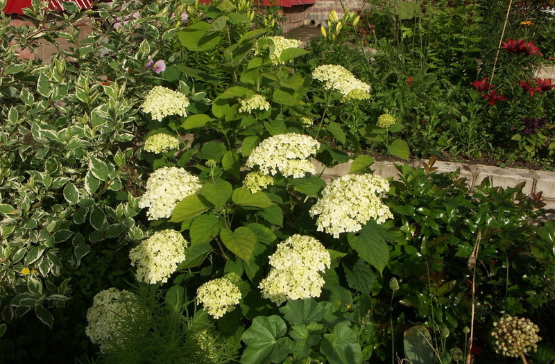 tree, petal, garden, vulnerability, day, abundance, flower Head, growth, flowerbed, plant part, leaf, 1080P, white, sunlight, blossom, hydrangea, backgrounds