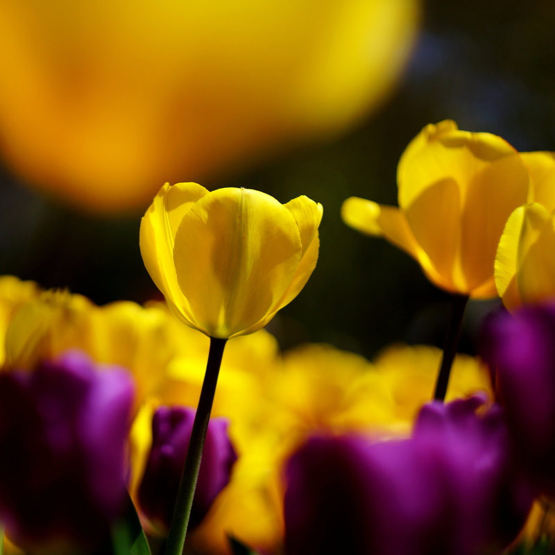 F2, Vivid, flower, nature, flowers, no People, selective, plant, yellow, 4K, Tulip, flowerbed, photo, Helios, springtime, beauty In Nature