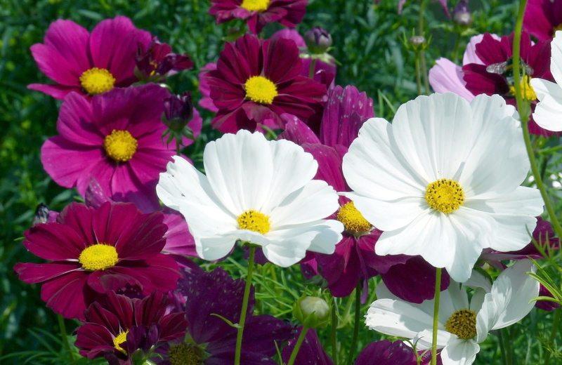 macro, focus on foreground, no People, green Color, backgrounds, freshness, outdoors, plant, vibrant Color, flowers, white, meadow, fragility, pollen, cosmos Flower