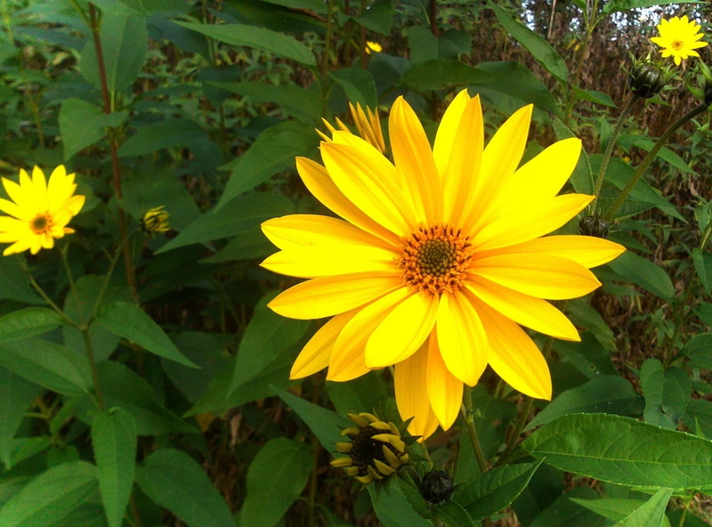 green, nature, rudbeckia, day, freshness, 720P, close-up, sunlight, plant, petaled, beauty In Nature, formal Garden, growth, springtime, leaf, meadow