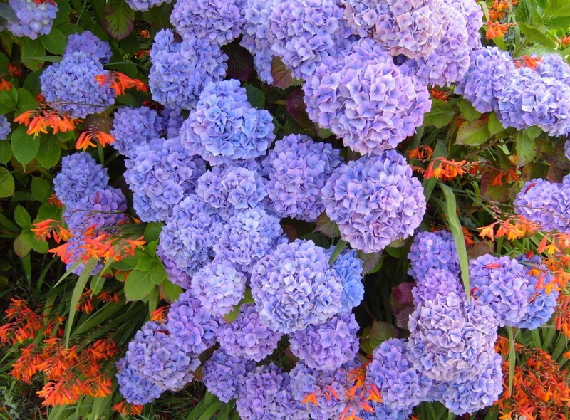 flowers, multi Colored, pink Color, decoration, colors, vibrant Color, high angle view, purple, fragility, flower Head, green Color, inflorescence, plant part