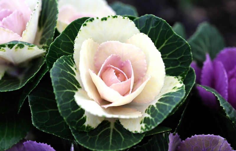 pink Color, red, vulnerability, green Color, two-tone, agriculture, growth, plant part, plant, flower Head, purple, organic, no People, rose, nature, rose - flower