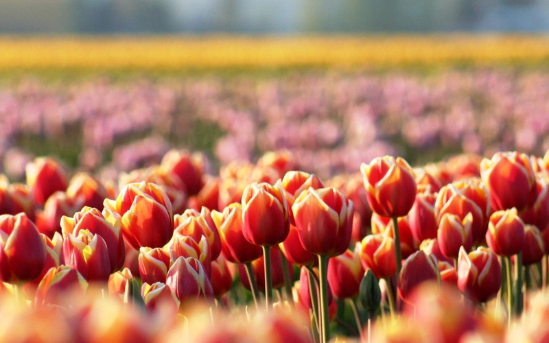 fragility, field, flowers, colors, purple, tulips, backgrounds, freshness, flowering plant, selective focus, close-up, yellow, stem, vibrant Color, non-Urban Scene