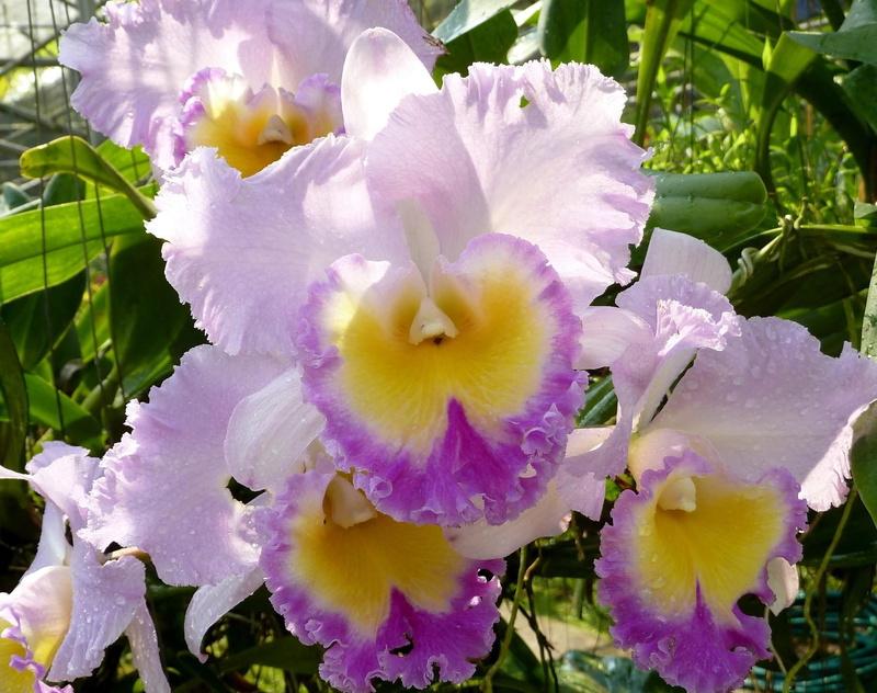 flower Head, drop, beauty, flowers, blossom, plant, beauty In Nature, backgrounds, nature, 1080P, irises, gardening, vulnerability, pink Color, yellow