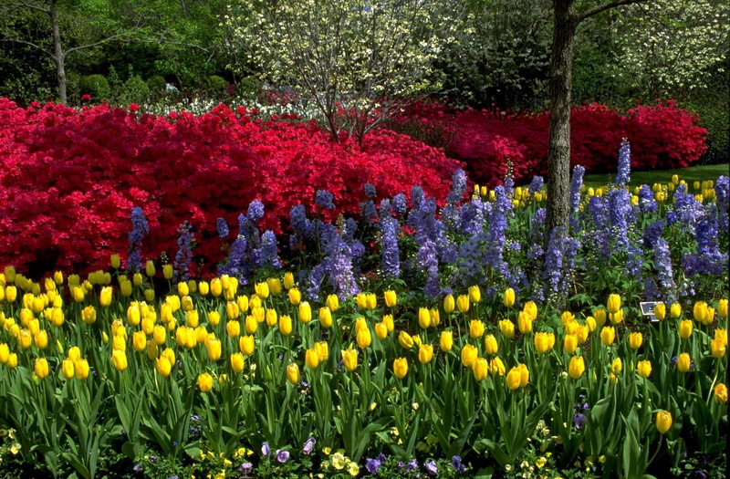 nature, springtime, park - Man Made Space, plant, color Image, abundance, flowers, outdoors, petal, tree, tulips, flowering plant, green Color, tulip, ornamental Garden