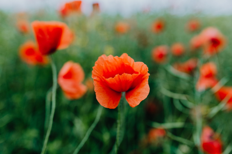 summer, focus on foreground, outdoors, close-up, flower head, orange color, wild flowers, 5K, flowers, wild, green, no people, beauty in nature, growth