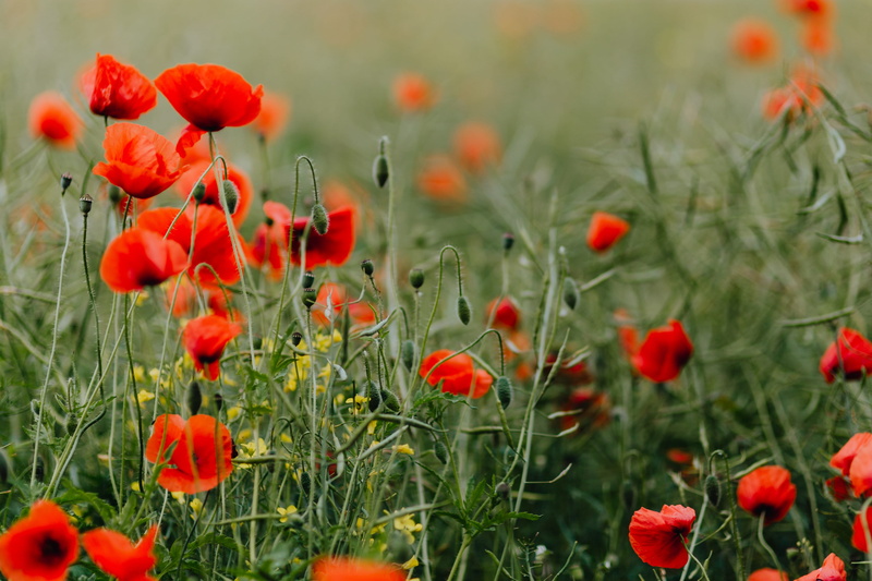 flowerbed, selective focus, bloom, day, field, summer, flower head, freshness, fragility, red, flowering plant, petal, beauty in nature, no people, plant