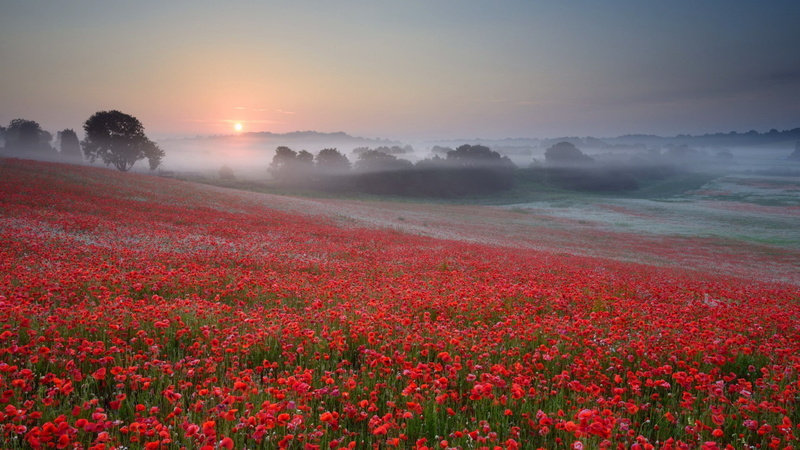 growth, field, poppies, tranquility, sky, mist, outdoors, flowering plant, tree, nature, flowerbed, landscape, sunset, plant, trees, land, sunrise, environment