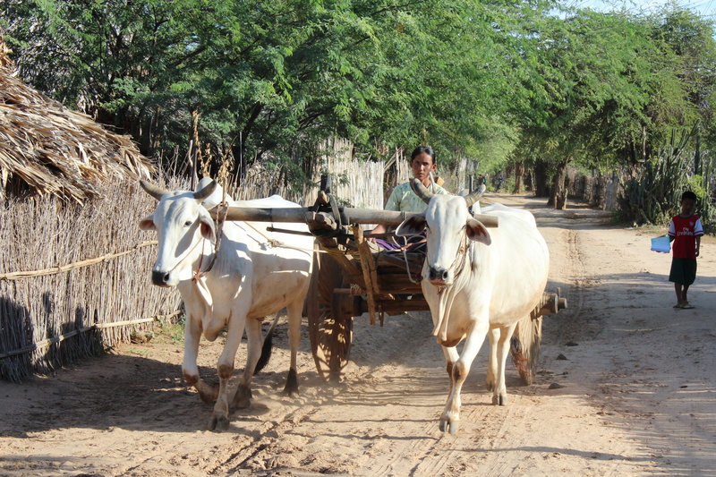 village life, animal, Burma, sunlight, real people, Oxcart, nature, road, outdoors, 5K, livestock, incidental people, farmers, tree, animal themes, group of animals