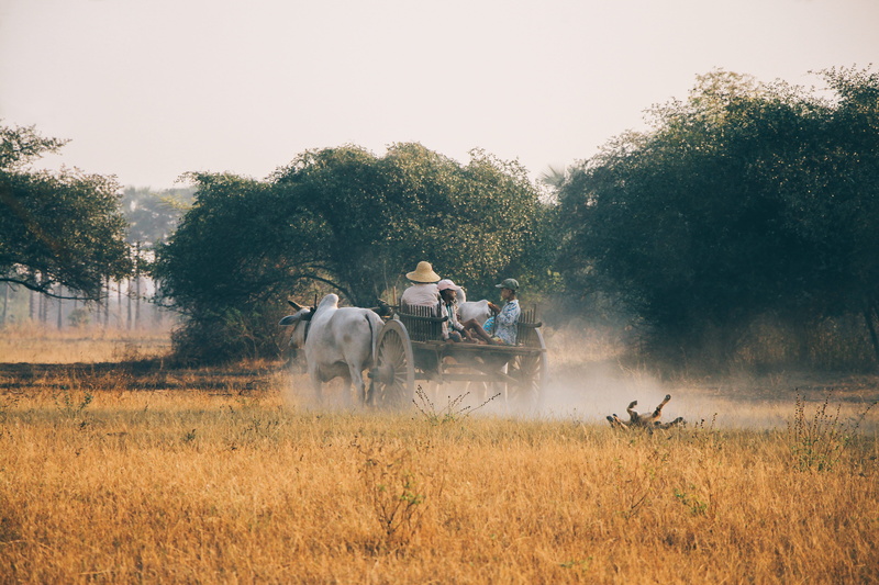 mammal, agricultural Machinery, 5K, men, straw, farmer, pets, farm, people, pulled, occupation, domestic, agriculture, livestock, moving, animal wildlife