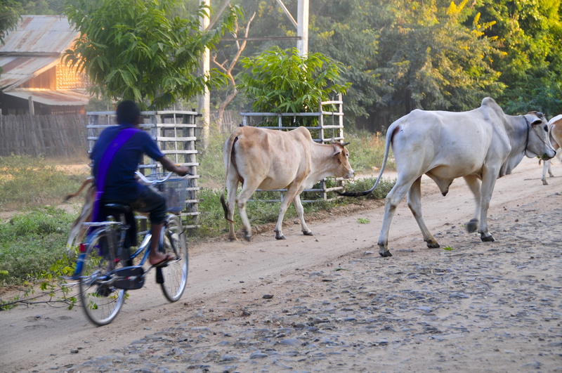 burma, animal wildlife, plant, herbivorous, bikes, old bagan, group of animals, 4K, domestic, vertebrate, livestock, oxen, outdoors, pets, real people