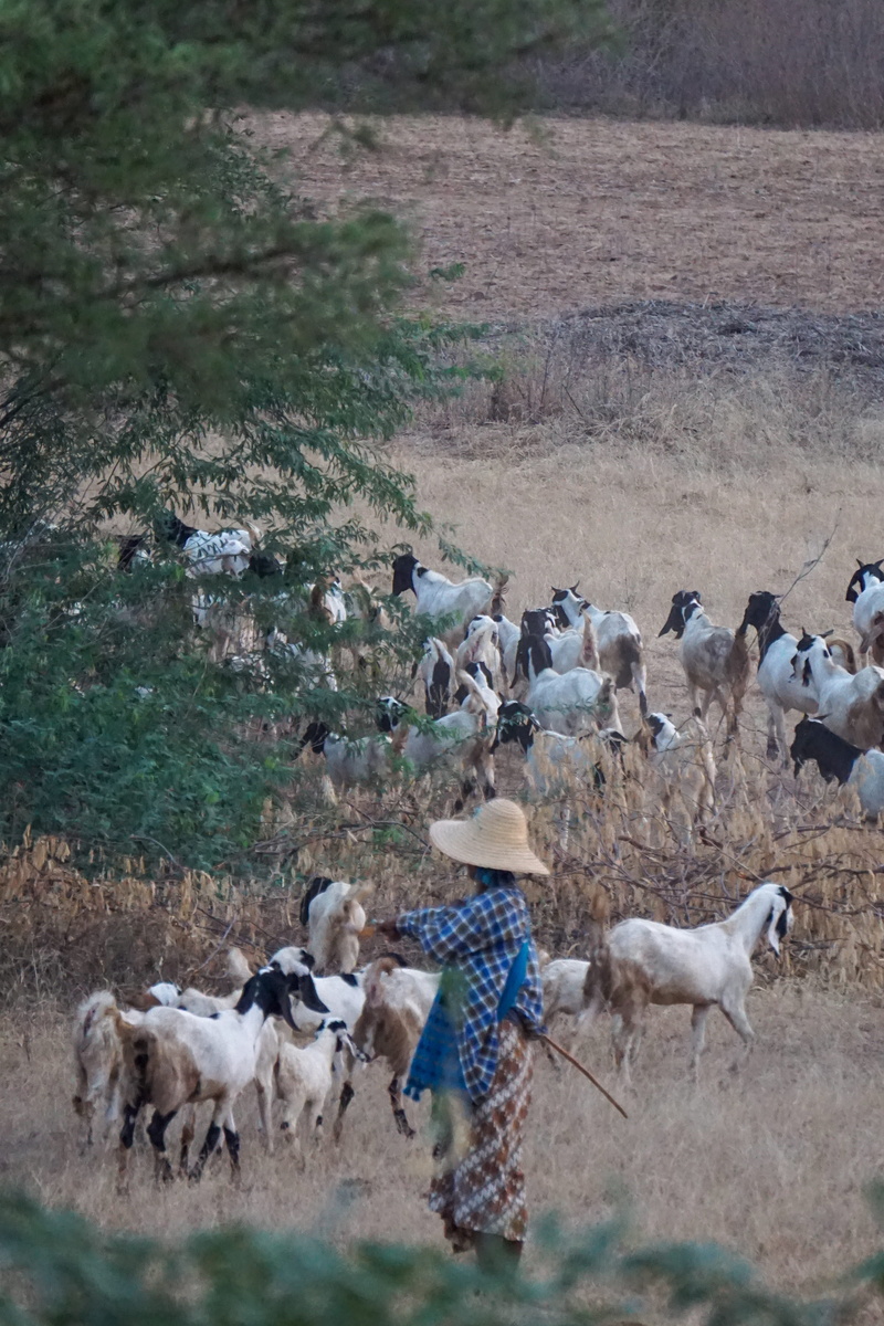 group of animals, animal themes, sheep, agriculture, domestic animals, plant, vertebrate, 4K, outdoors, cattle, day, large group of animals, animal wildlife