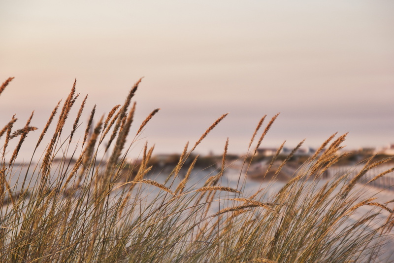 skyline, grass, tranquil scene, plant, no people, wind, agriculture, horizon, close-up, beauty in nature, beach, aveiro, landscape, plants, cereal plant