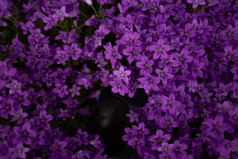 nature, bunch of flowers, gladiolus, petal, animal, dahlia, flower head, geranium, 5K, fragility, lilac, no people, backgrounds, lavender, full frame