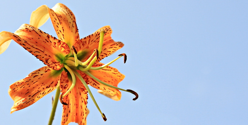 plant, summer, nature, freshness, blue sky, flower head, background image, yellow, blossom, flower, garden, orange lily, lily, lily family, bright, ornamental flower