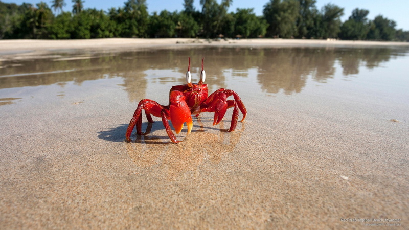 red, myanmar, ngapali, 2K, Ocean Life, beach, crab