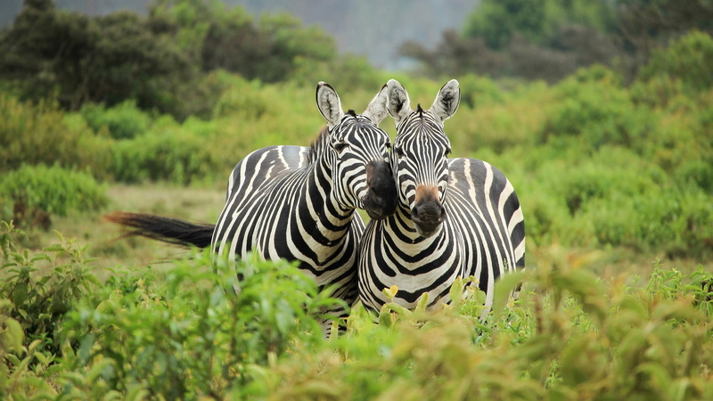 2K, landscape, zebras