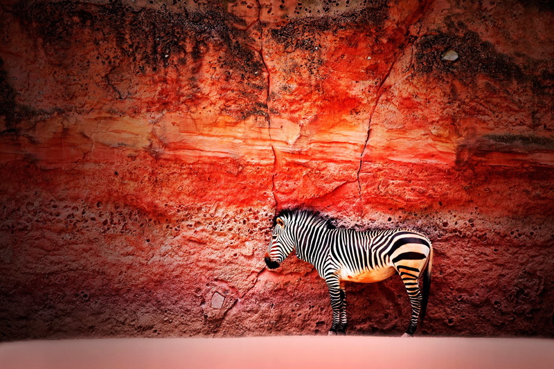 animals, zebras, 1080P