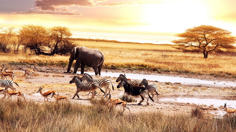 grass, elephant, sky, mammal, land, environment, large group of animals, 2K, vertebrate, animals in the wild, group of animals, plant, herbivorous, Africa