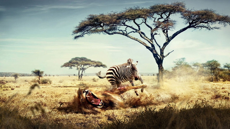 landscape, big cat, lion, 720P, no people, cat, zebras, day, tree, mammal, nature, humor, grass, sky, land, feline, outdoors, vertebrate, one animal, animal themes