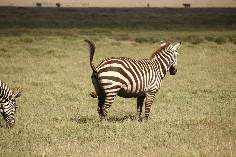 no people, herbivorous, outdoors, semi-arid, mammal, nature, day, zebra, plant, domestic animals, striped, vertebrate, 2K, poop, standing, animal wildlife