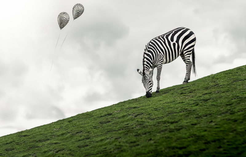 day, animal wildlife, striped, field, 1080P, sky, one animal, beauty in nature, animals, outdoors, mammal, side view, plant, grass, animal themes, no people