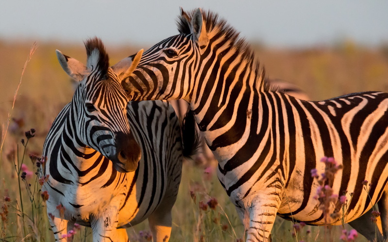 animals, background, 2K, zebra, Nature