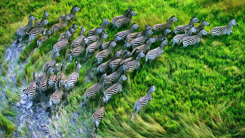 nature, grass, animals in the wild, outdoors, running, animal, digital, lot, high angle view, animals, land, zebra, animal themes, striped, group of animals