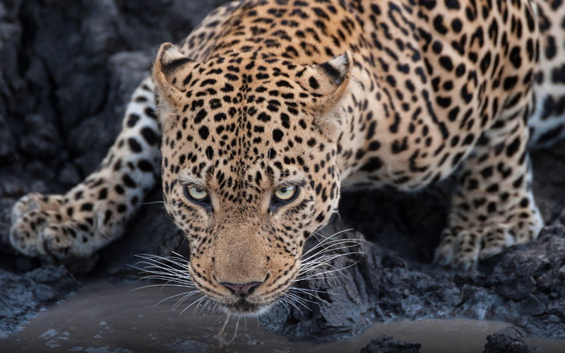 desktop, leopard, water, drinking, 1080P