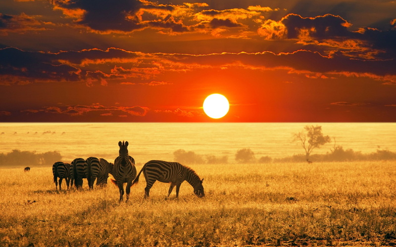 animals, sky, nature, savannah, photography, 1080P, Sun, Africa, zebras, sunset, landscape
