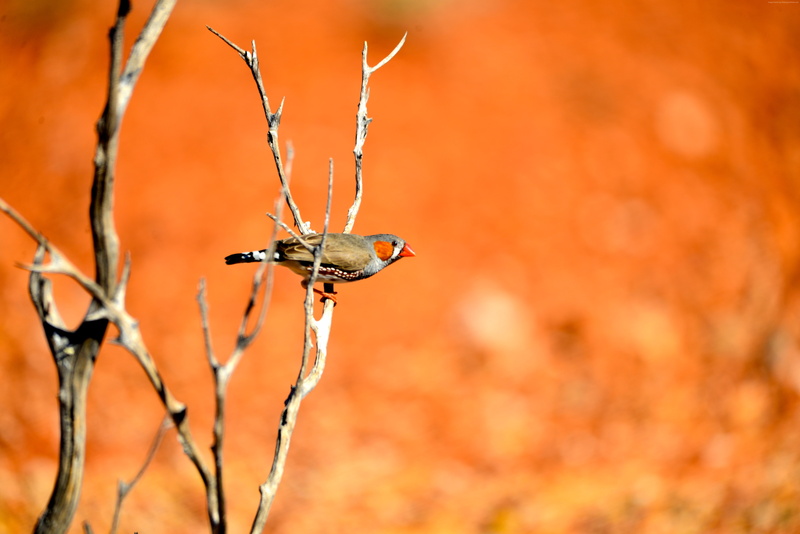 5k, 5K, bird, zebra finch