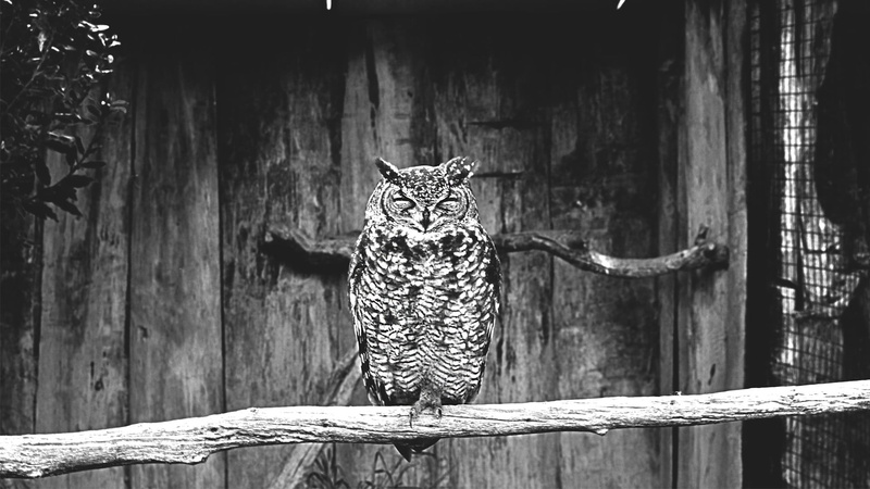 monochrome, print, zebra, domestic animals, wood - material, fence, whisker, white, day, vertebrate, pets, barrier, birds, textile, one animal, black, focus on foreground