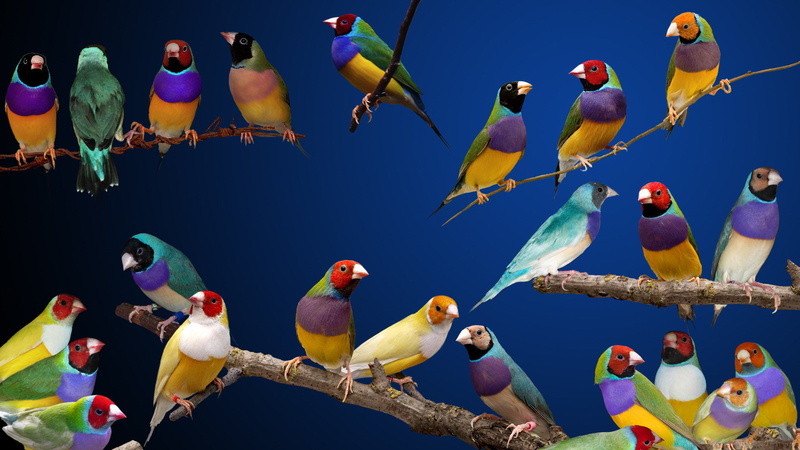 1080P, Birds, Gouldian Finches, Gouldian Finch