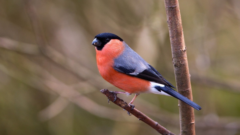 birds, 1080P, twigs, Bullfinch, finches