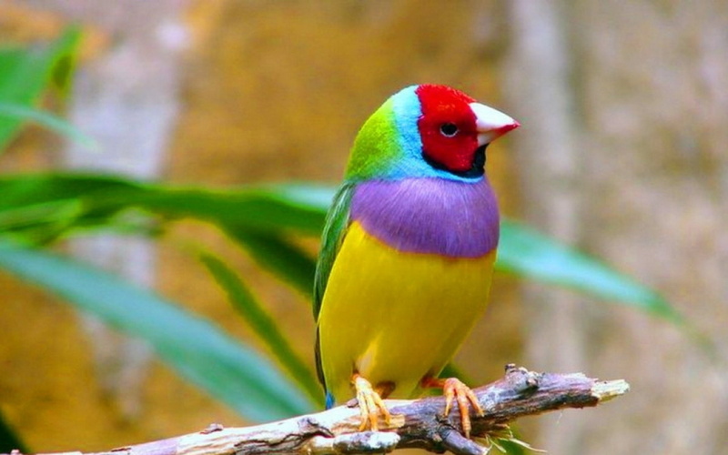 1080P, Birds, Gouldian Finch