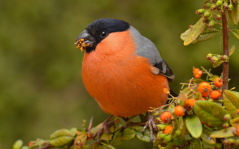 finches, birds, macro, animals, Bullfinch, 2K