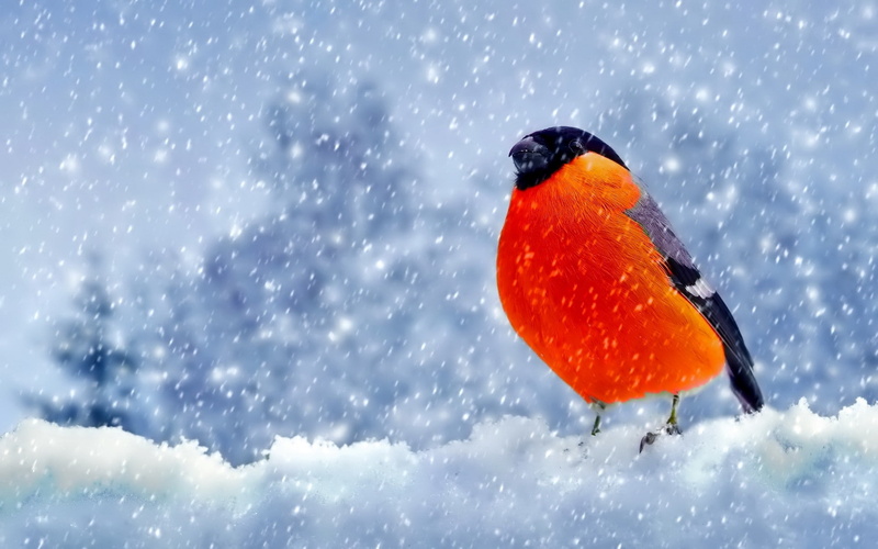 blizzard, white color, winter, orange color, nature, bird, animals in the wild, beauty in nature, birds, Bullfinch, animal, cold temperature, animal themes