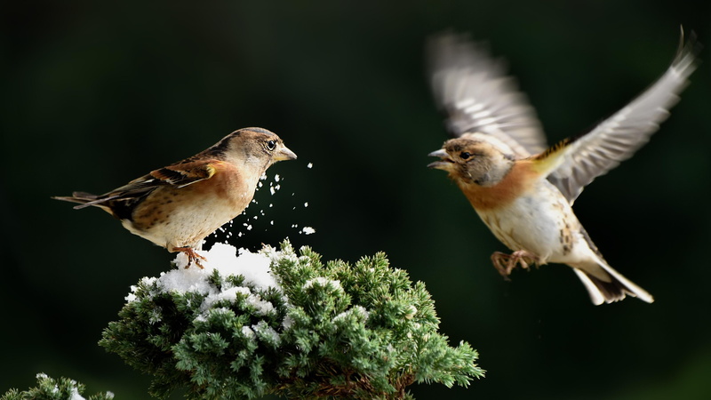 passerine bird, brambling, mountain finch, fauna, snow, finch, fringilla montifringilla, winter, wing, bird, 4K, wildlife
