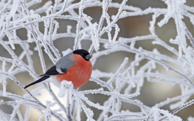 1080P, birds, wildlife, nature, finches, frost, twigs, Bullfinch, winter