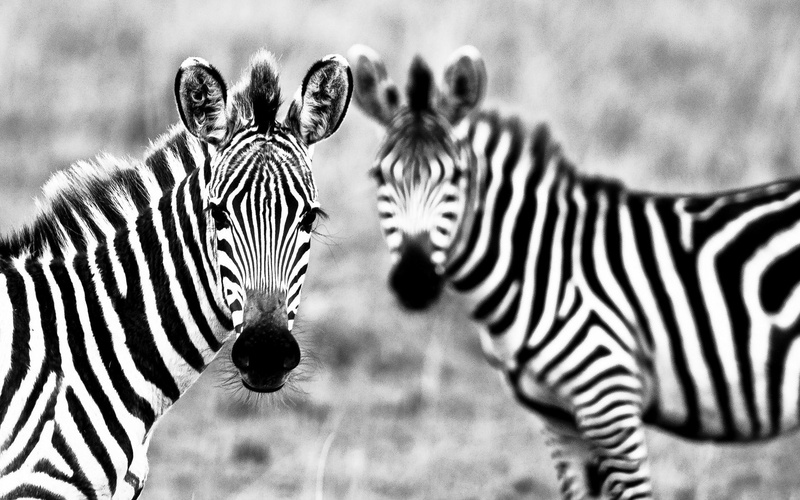 animal, zebras, grey, 1080P, photography, pair, black, grayscale, white, zebra