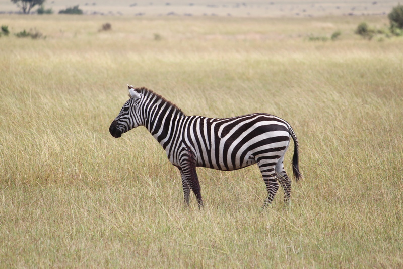 vertebrate, reserve, grass, savannah, animal themes, zebra, mammal, landscape, white, land, ground, wildlife, nature, animal wildlife, one animal, africa