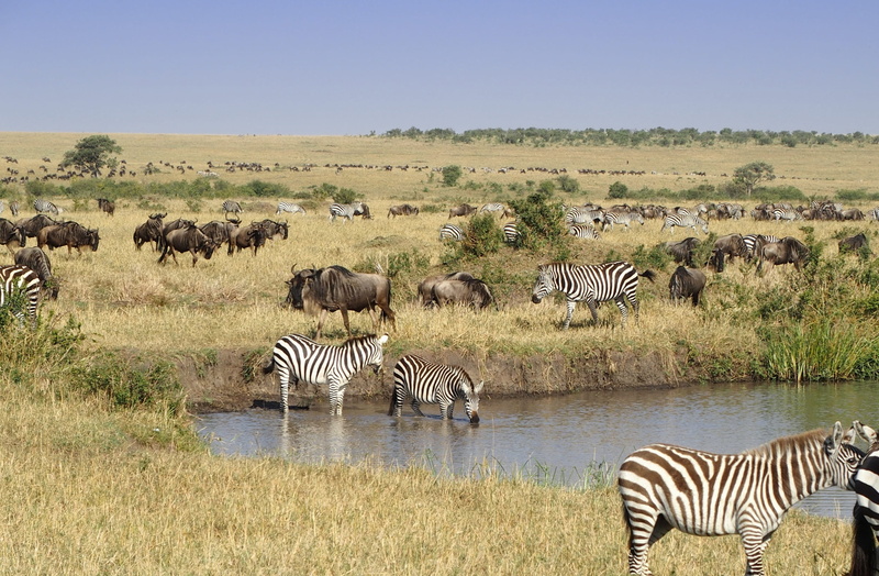 wildebeast, field, animal wildlife, savanna, nature, no people, large group of animals, bird, africa, cattle, giraffe, mammal, sky, zebra, group of animals