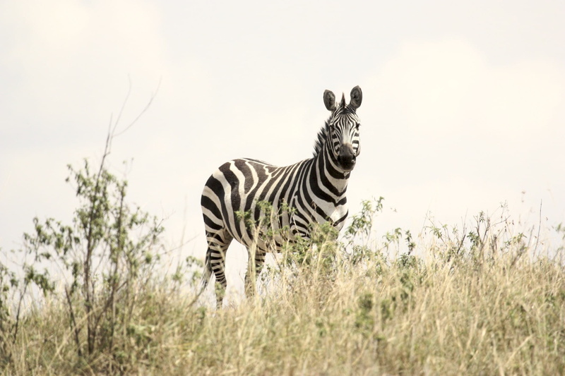 wildlife, one animal, nature, grass, africa, bush, near, day, plant, mammal, daytime, outdoors, semi-arid, no people, animal wildlife, striped, sky, animal themes