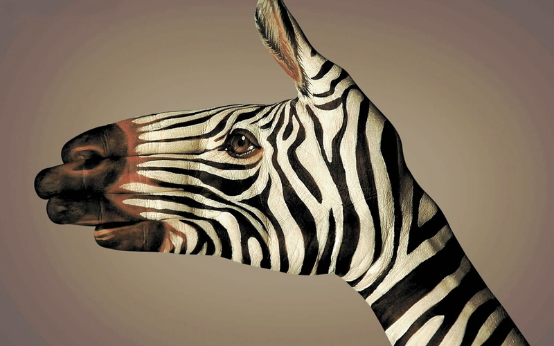 animal wildlife, studio shot, animals in the wild, zebra, zebras, indoors, animal body part, vertebrate, Body Art, animal markings, 1080P, no people, herbivorous